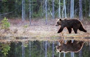Slovensko se potýká s přemnoženými medvědy. Ilustrační snímek