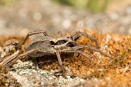 Řízené vypalování travinných porostů pomáhá k ochraně vzácných druhů pavouků. Slíďák suchopárový je kriticky ohrožený druh, který se v České republice vyskytuje velmi vzácně. Podle vědců z Mendelovy univerzity preferuje stanoviště na vypálených plochách.