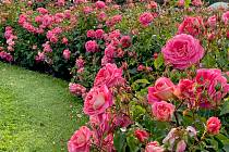 Růže. Královna květin se překvapivě nejlépe cítí v mírně kyselém prostředí