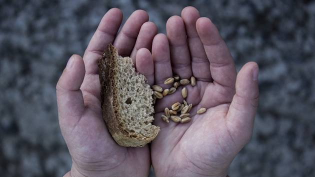 Chléb a pšenice v rukách dítěte. Ilustrační snímek