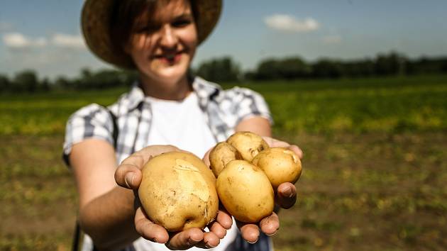 Brambory jsou čtvrtou nejkonzumovanější plodinou na světě – hned po rýži, pšenici a kukuřici