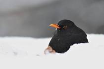 Samec kosa černého hledající potravu v závějích sněhu.
