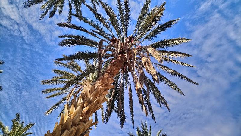 Jiné palmy než datlové v Tunisku nerostou. V prosinci zrovna končila sklizeň.