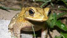 Ropucha obrovská (Rhinella marina)