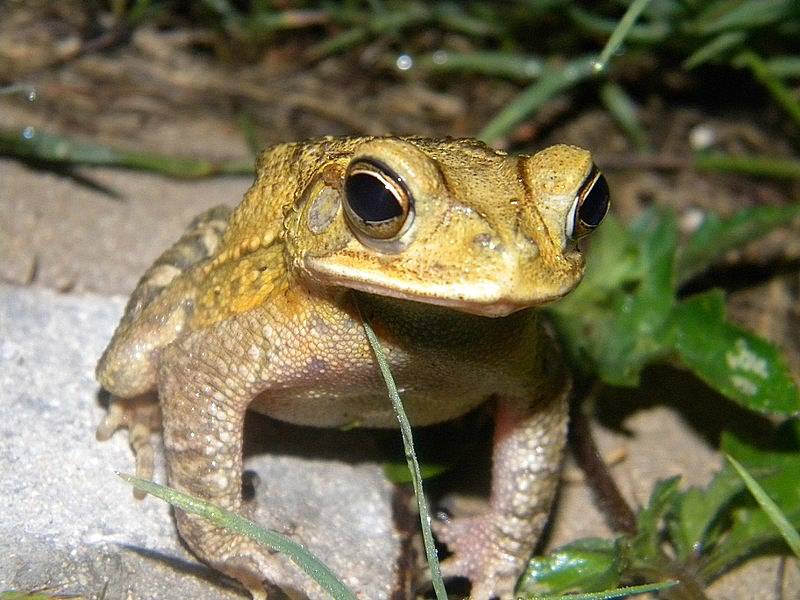 Ropucha obrovská (Rhinella marina)