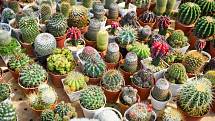 Nejšťastnějším obdobím v životě kaktusáře je prý chvíle, kdy jejich exotická kráska vykvete.