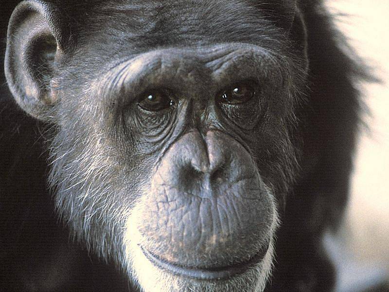 V červnu narozené mládě šimpanze uhynulo. Ošetřovatelé zatím nevědí proč, opičí máma se totiž o svého potomka stále stará.
