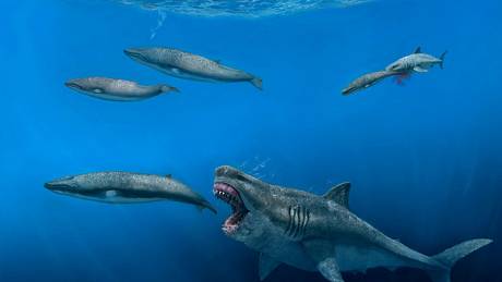 Ilustrativní kresba prehistorického 16metrového žraloka megalodona při lovu osmimetrových velryb balaenoptera v epoše pliocénu. Vpravo nahoře je čtyřmetrový žralok carcharodon lovící velrybí mládě.