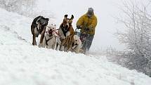 Na 90 musherů se zúčastnilo tradičního závodu psích spřežení Šediváčkův long v Orlických horách.