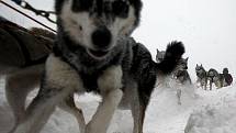Na 90 musherů se zúčastnilo tradičního závodu psích spřežení Šediváčkův long v Orlických horách.