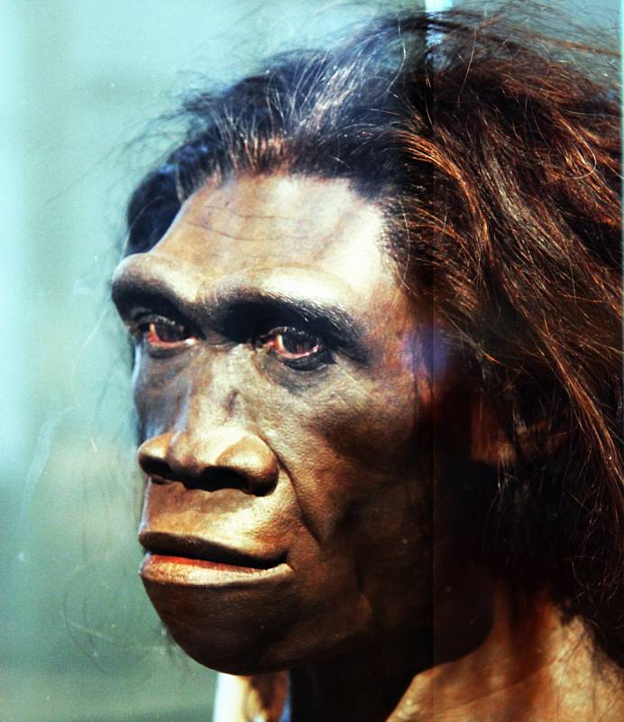 Forenzní rekonstrukce tváře dospělé ženy Homo erectus.
