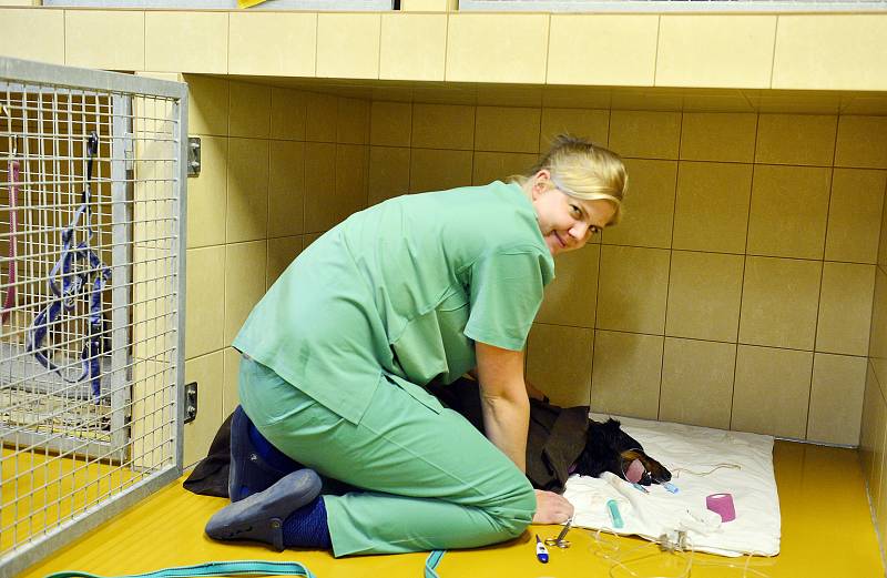 Veterinární rehabilitační klinika Jaggy v Praze.