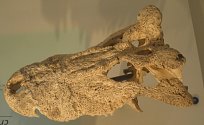 Lebka vyhynulého pravěkého "rohatého" krokodýla Voay robustus