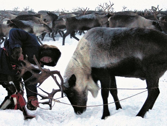 PŘIJDOU O OBŽIVU? Sibiřští pastevci mohou s nuceným vybíjením ohrožených sobů přijít o tradiční zdroj obživy. 