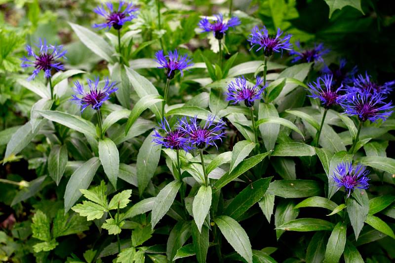 Chrpa horská (Centaurea montana)