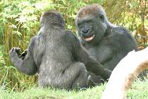 Gorily v zoo v San Diegu žijí jako rodina, ilustrační foto