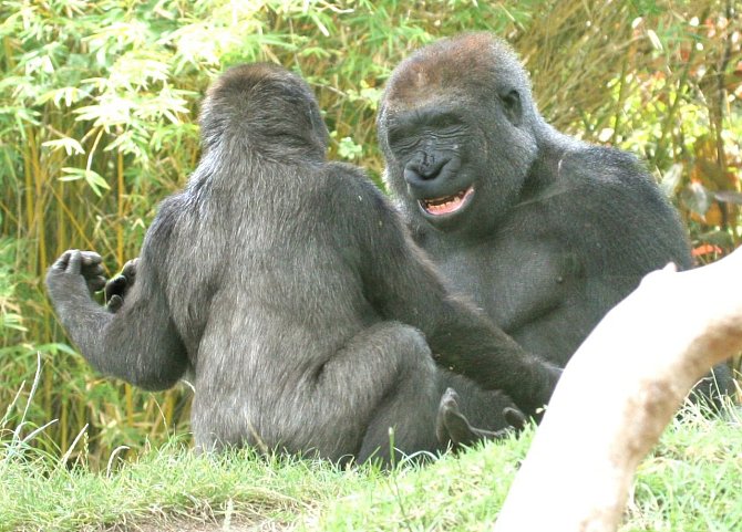 Gorily v zoo v San Diegu žijí jako rodina, ilustrační foto