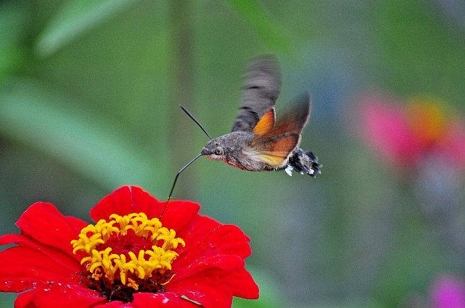 Dlouhozobku svízelovou si lidé pletou s kolibříkem. Jde však o lišajovitého motýla.