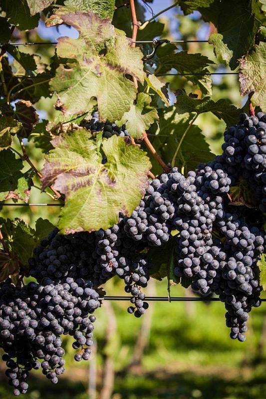 Vinobraní na viniční trati Hejdy, Nenkovice – Vinařství Neoklas Šardice