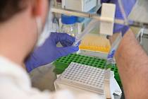 Testy na koronavirus - Zpracování vzorků odebraných při testování nemoci covid-19.