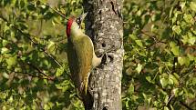 Žluna zelená (Picus viridis)