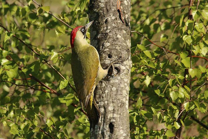 Žluna zelená (Picus viridis)