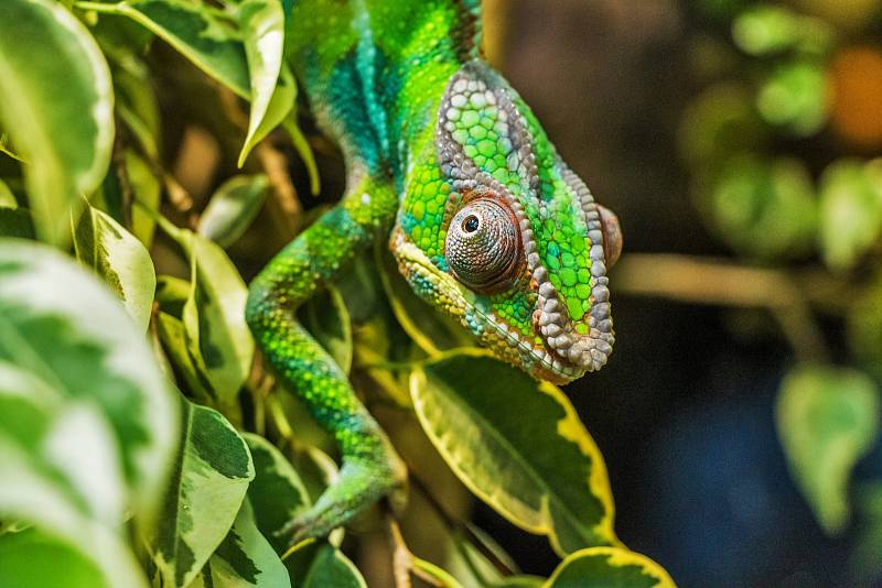 Chameleon