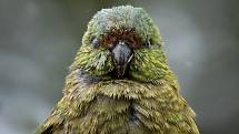 Kakapo soví je nejmohutnější papoušek na světě - měří přes šedesát centimetrů a váží zhruba čtyři kila