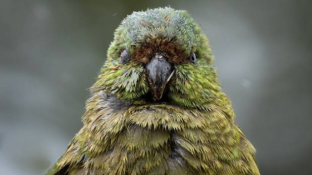 Kakapo soví je nejmohutnější papoušek na světě - měří přes šedesát centimetrů a váží zhruba čtyři kila.