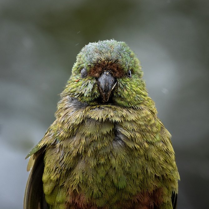 Kakapo soví je nejmohutnější papoušek na světě - měří přes šedesát centimetrů a váží zhruba čtyři kila