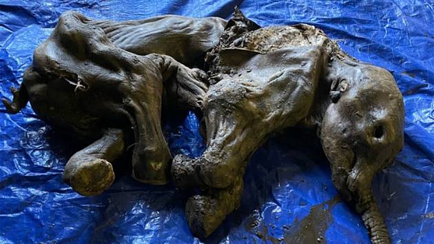 Pozůstatky mláděte mamuta srstnatého v téměř dokonalém stavu byly nalezeny v Kanadě.