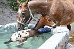 Hřebeček se léčí i s pomocí bazénu. Dohlíží na něj maminka