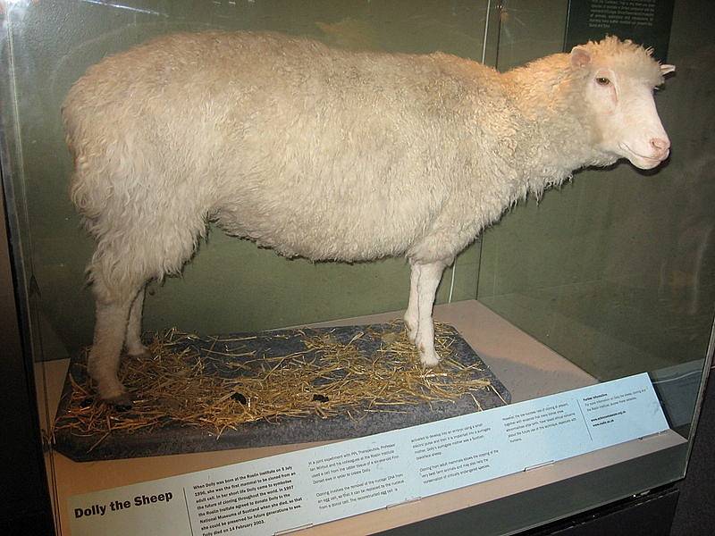 Vypreparované tělo ovce Dolly v muzeu v Edinburgu.