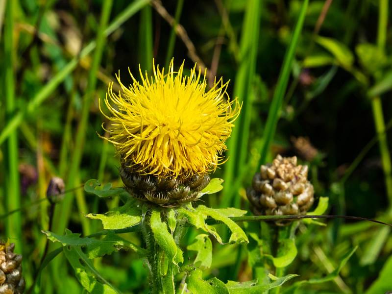 Chrpa velkohlavá (Centaurea macrocephala)