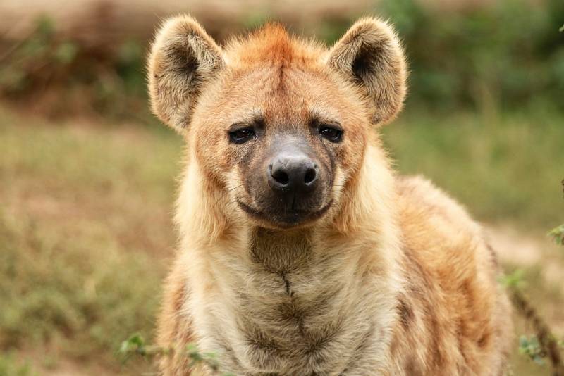 Samičky hyeny předstírají, že jsou samci. Mají falešný penis. Udržují si díky tomu dominantní postavení ve smečce.