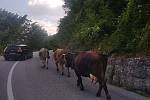 Roadtrip na Balkán: A znovu krávy. Zajímavost? Slušnost funguje i na Balkáně, řidič auta z protisměru nás před nimi varoval probliknutím (v úvahu tedy připadaly krávy nebo policejní hlídka)