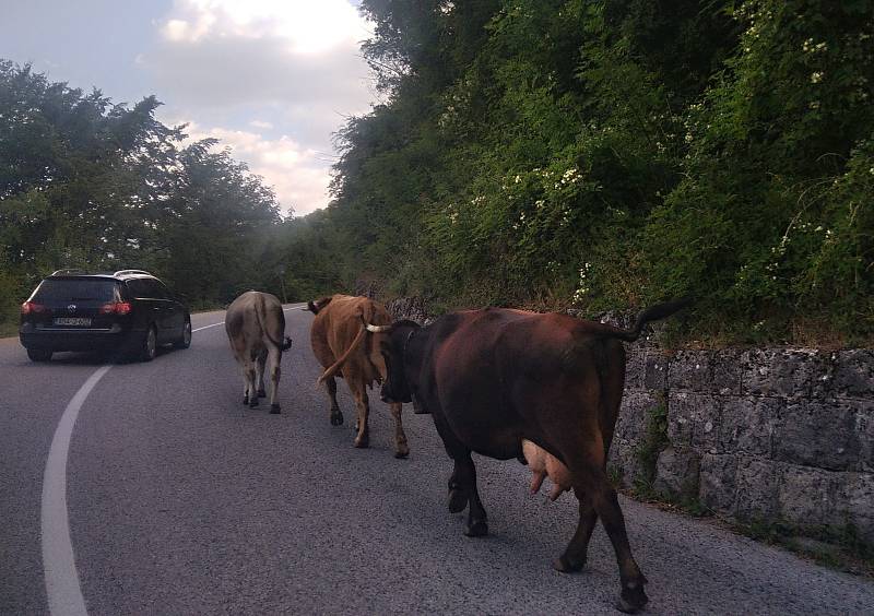 Roadtrip na Balkán: A znovu krávy. Zajímavost? Slušnost funguje i na Balkáně, řidič auta z protisměru nás před nimi varoval probliknutím (v úvahu tedy připadaly krávy nebo policejní hlídka)