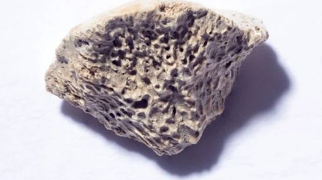 Deset tisíc let starý úlomek kosti aljašského psa