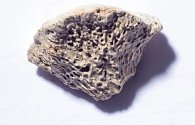 Deset tisíc let starý úlomek kosti aljašského psa