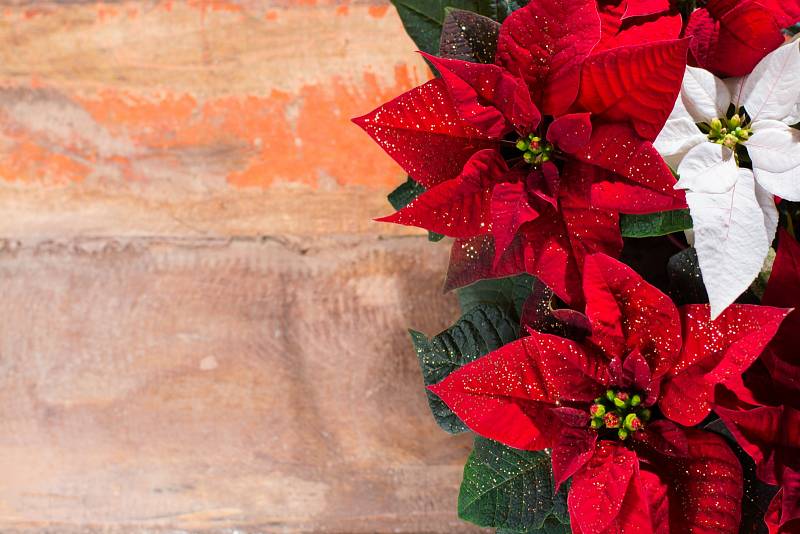 Vánoční hvězda. Rostlina se zářivě červenými listeny zdobí v posledních letech během svátků mnoho domácností.