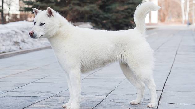 Hlavní hrdina japonského seriálu Goro, bílý pes, plemeno Kishu proslavil po celém světě