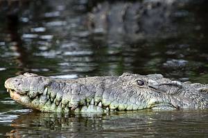 Skupina krokodýlů bahenních zachránila toulavého psa, který vběhl do nebezpečné řeky. Ilustrační foto.
