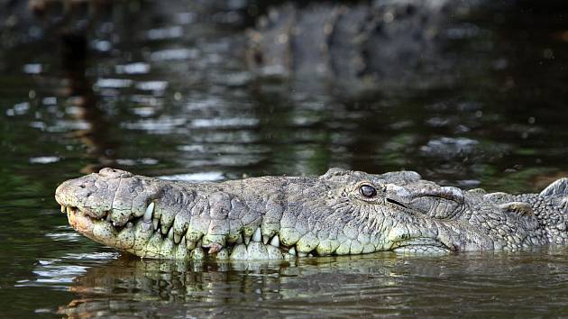 Krokodýli podle nové studie dokážou rozpoznat úzkost v dětském pláči lépe, než lidé. Ilustrační snímek