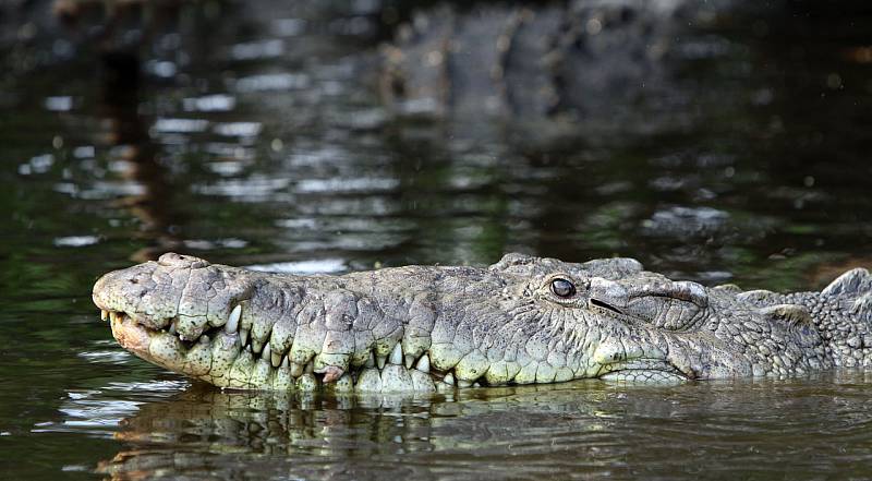 Krokodýl - Ilustrační foto