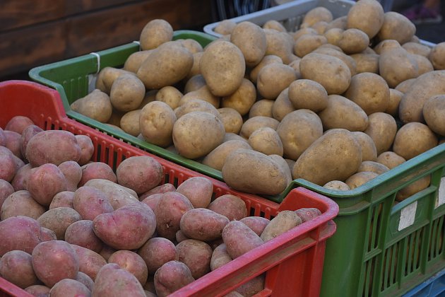 Je dobré roztřídit brambory podle odrůd, protože některé druhy brambor vydrží při skladování déle než jiné.