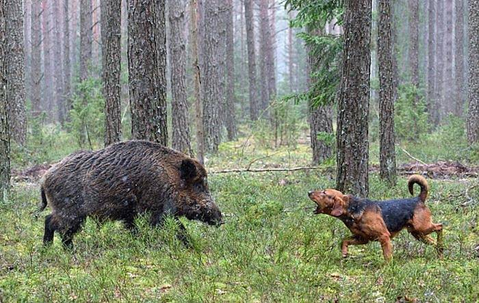 Nemoc přenášejí divoká prasata, pro ně není smrtelná, pro psy ovšem ano