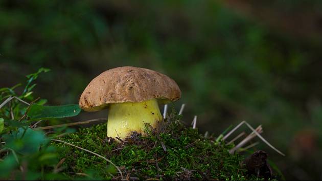 Poláci houby i jejich sběr milují, stejně jako Češi. A stejně jako u nás může tento koníček vyjít pěkně draho