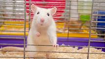 Laboratorní myši byly po podání přípravku čtyři až šest týdnů sterilní, poté se jejich schopnost plodit opět vrátila do normálu