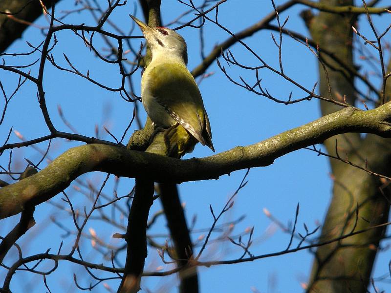 Žluna šedá (Picus canus)