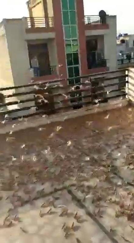 Město Džajpur, metropoli indického státu Rádžasthán, zaplavila sarančata. Jejich množství je nebývalé